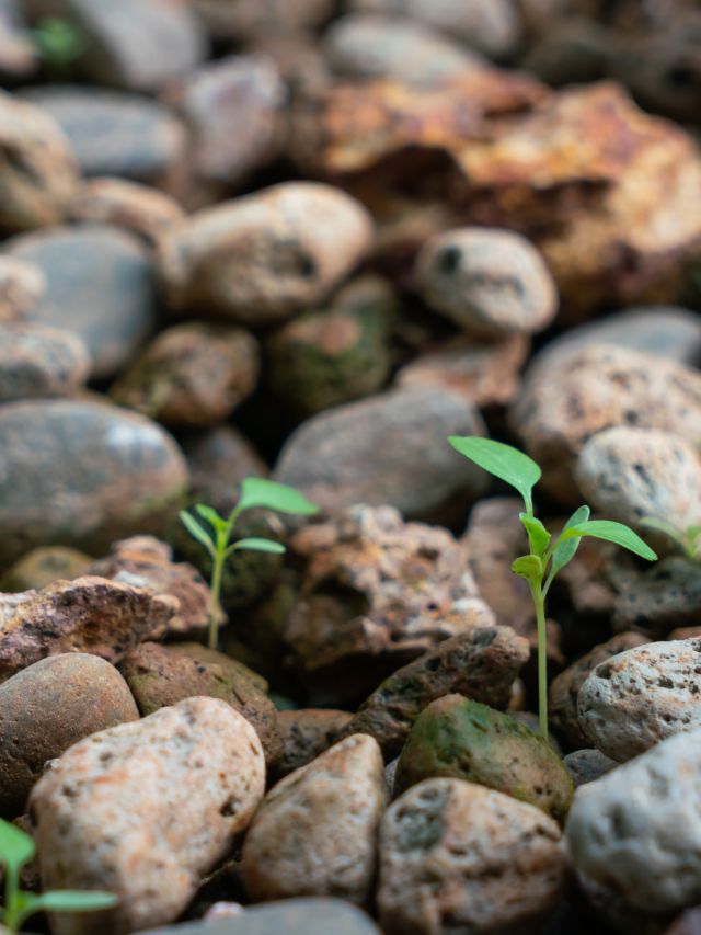 Future of Sustainable Farming: Aquaponic Systems